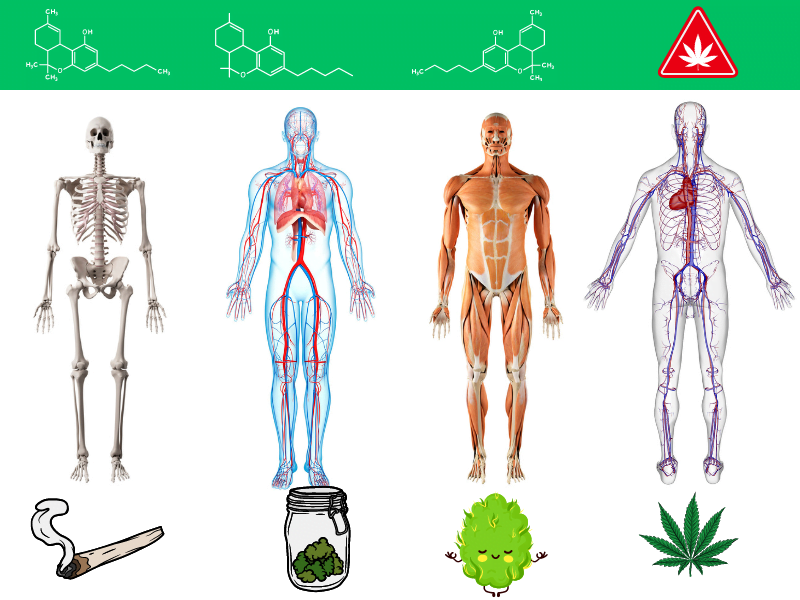 Efeitos do THC no Corpo Humano